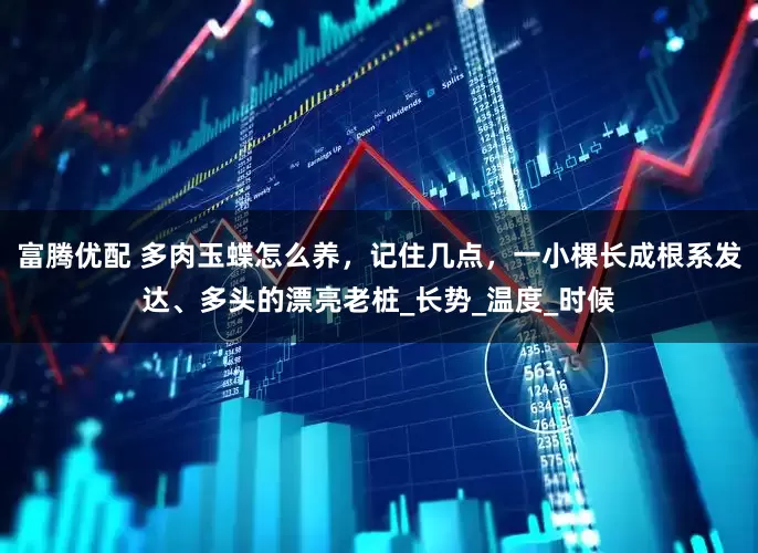 富腾优配 多肉玉蝶怎么养，记住几点，一小棵长成根系发达、多头的漂亮老桩_长势_温度_时候